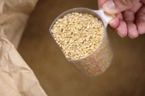 玄米のにおいが気にならない炊き方や保存のコツは？【玄米の失敗あるある】