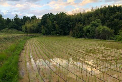 ネタフィム社、メタンガスの発生を抑制する点滴灌水を水稲栽培に導入