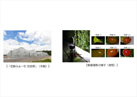 NTT東日本ら、トマトの収量予測をAIと動画解析で行う実証実験を開始