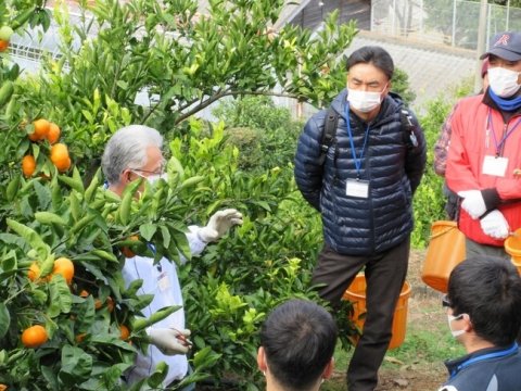 柑橘農家に必要な技術を習得できる「徳島かんきつアカデミー」の第5期生の募集を開始