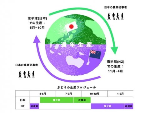 日本とニュージーランドで、季節の違いを利用したぶどうの通年生産による雇用安定化の試みがスタート