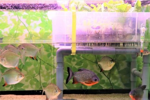 サンシャイン水族館ら、アクアポニックス技術の確立に向けた取り組みを開始