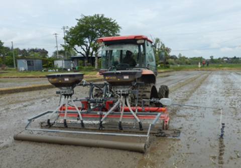 農研機構、種子コーティング不要の「水稲湛水直播栽培」の手順書を公開