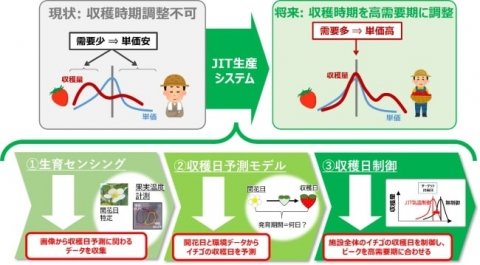 農研機構、計画的な出荷を可能にする「いちごJIT生産システム」を開発