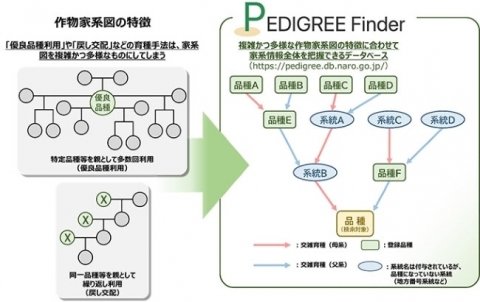 農研機構ら、品種ごとの家系情報が閲覧できる「Pedigree Finder」を開発