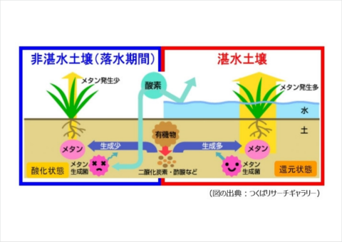 「水稲栽培の中干し期間延長」が温室効果ガス削減促進制度「J-クレジット制度」に承認