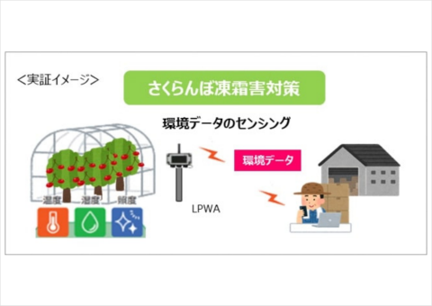 NTT東日本と寒河江市、LPWAを活用したさくらんぼ栽培の実証実験をスタート