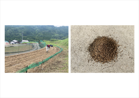 グリラス、コオロギの排泄物を活用した有機肥料実証を実証実験