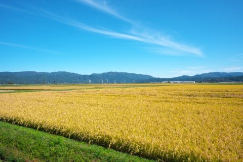米で生きる地域・山形県庄内地方の現状【農業はもっしぇぜの！ 20代米農家の勉強日誌 第2回】