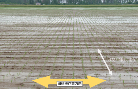 農研機構、水田の除草作業を効率化する「植付位置制御機構」を開発