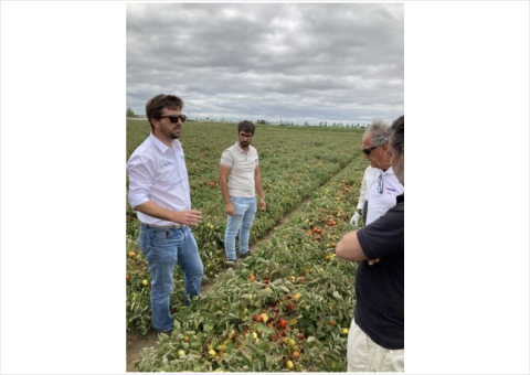 カゴメとNEC、農業ICTプラットフォーム「CropScope」を北イタリアのトマト圃場に導入