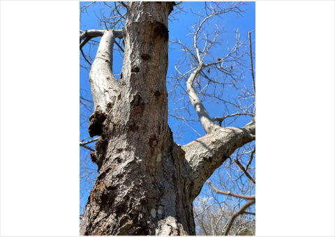 農研機構、外来カミキリムシ種を迅速に特定する手法を開発 樹木の被害を最小に