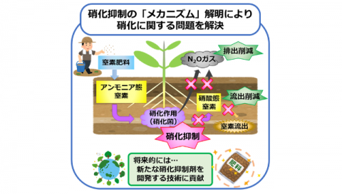 農研機構ら、窒素肥料の活用と温室効果ガス削減に役立つ「硝化抑制」のメカニズムを解明
