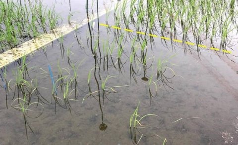 東京農工大らの研究グループ、イネの深水抵抗性に関わるゲノム領域を特定