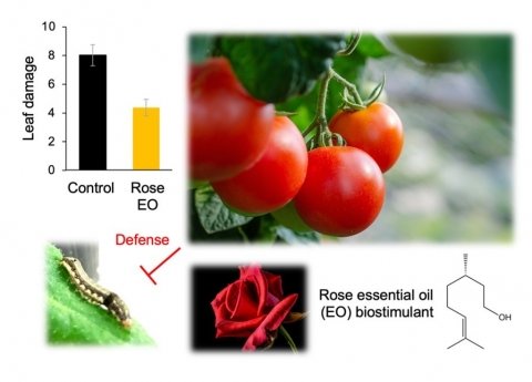 東京理科大学、ローズ精油を利用したトマトの害虫防御技術を開発