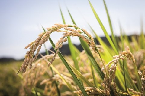 BASFジャパン、水稲生産者のJ-クレジット申請を栽培管理支援システム「xarvio FIELD MANAGER」でサポート