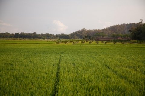 稲栽培における温室効果ガス削減に向け、BASFと国際稲研究所が提携
