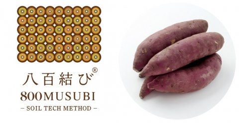 土壌微生物活性による手法「八百結び農法」でサツマイモ基腐病を克服、実施圃場拡大へ