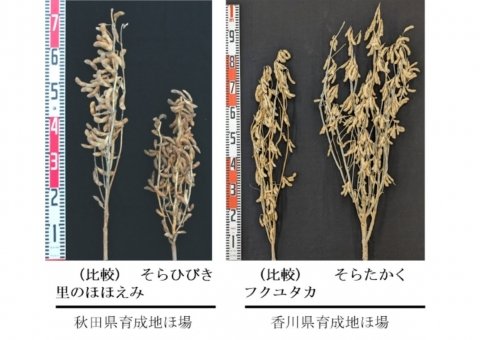 農研機構、豆腐に適した多収ダイズ新品種「そらひびき」「そらたかく」を育成