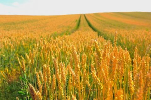 主食用米から「新規需要米・麦・大豆」への転作に向けた政策【特集：日本の米・麦・大豆の行方 第2回】