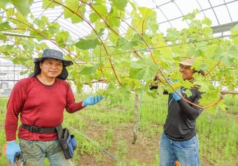 13年間で41人が移住就農した福井県坂井市、移住の理由やサポート内容を公開
