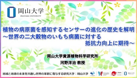 岡山大学、イネの病害虫に対するセンサーの仕組みを解明 いもち病に対する抵抗性向上に期待