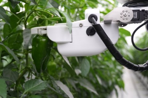 AGRISTとJA全農いわて、ピーマン収穫ロボットの実証実験を開始