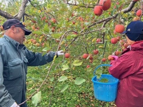 農業に興味のある人を対象とした「農作業体験会」が11月まで青森県で開催