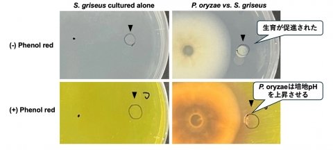東京理科大、イネいもち病菌と放線菌の相互作用を明らかに、新たな防除法開発に期待