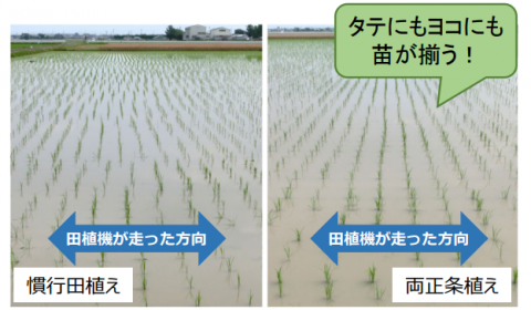 農水省、「2024年農業技術10大ニュース」を発表  持続可能な農業の確立に向けた技術を紹介