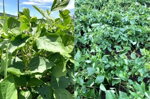 大豆の新品種「そらみのり」で大幅収量増を実現した大津ネットワークの挑戦【特集：日本の米・麦・大豆の行方 第5回】