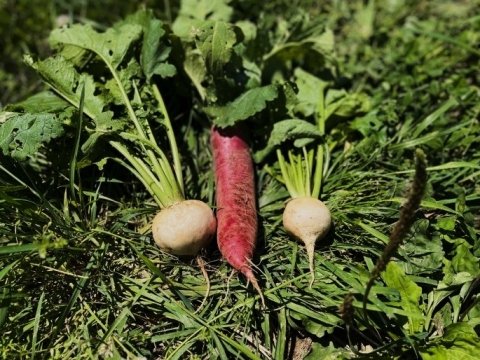 【農家コラム】農家の嫁、55歳からの就農。有機農業1年目を振り返る