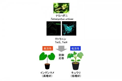 東京理科大、植物の防御応答を制御する新規分子を重要害虫ナミハダニから発見