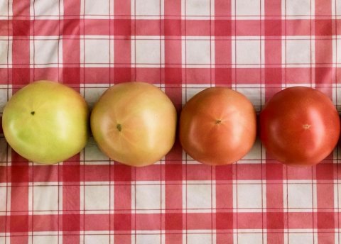 【農家コラム】有機トマト農家での研修！ 慣行栽培と味やコストはどう違う？
