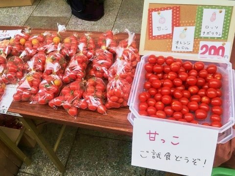 【農家コラム】初めての有機トマト栽培、販路開拓はどうやった？