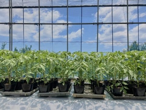 【農家コラム】有機トマトのおいしさと環境を両立する“土づくり”と“品種選び”