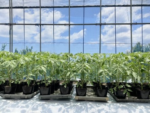 【農家コラム】有機トマトのおいしさと環境を両立する“土づくり”と“品種選び”