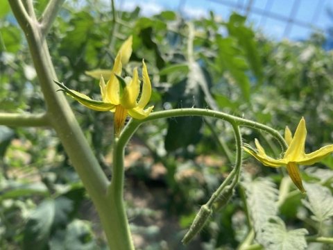 【農家コラム】有機トマト農家の私が「兼業」を選んだ理由