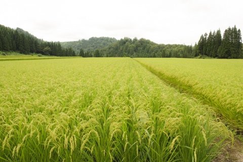 “コシヒカリ一強”がもたらす影響とは? 私たちがいろいろな品種を食べる意味を考える【ライター柏木の「お米沼にようこそ」第9回】