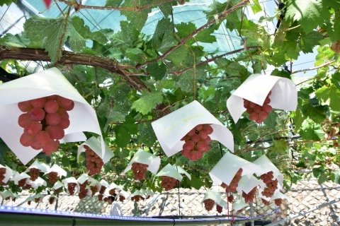 山梨県、「有機薄膜太陽電池」を活用したぶどう栽培で着色向上