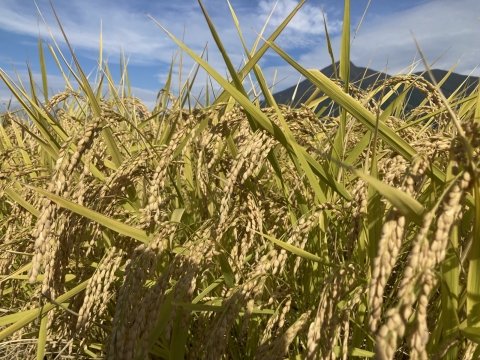 お米は価格だけではない! おいしさや味わいを言葉化してみる【ライター柏木の「お米沼にようこそ」第10回】