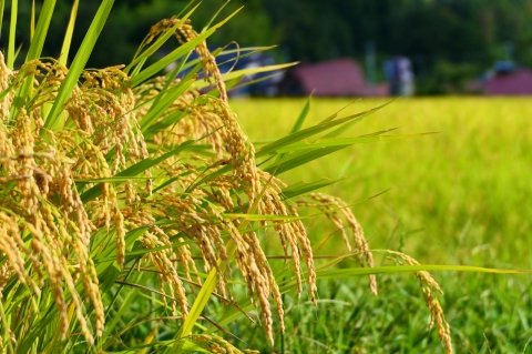 「業務用米」は本当に味が劣る？ インバウンド需要や外食産業を支える品種・流通・食味の最新事情