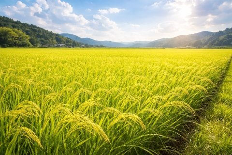 水稲栽培の基礎を見直そう──土・苗・水・防除・均平化を栽培体系へ