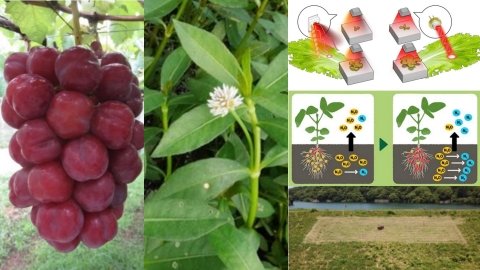 農水省、「2025年農業技術10大ニュース」を発表 未来の農業現場を変える実用性と革新性