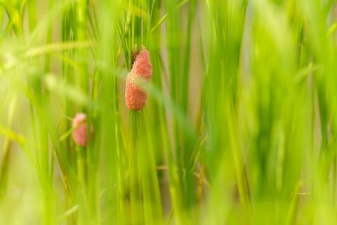 薬剤に頼らないジャンボタニシ対策──「均平化」で初期生育を守ろう