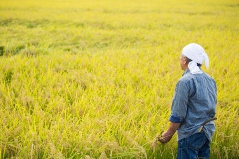 「休みが取れない」の正体は？ 水稲農家の負担が重い作業5選