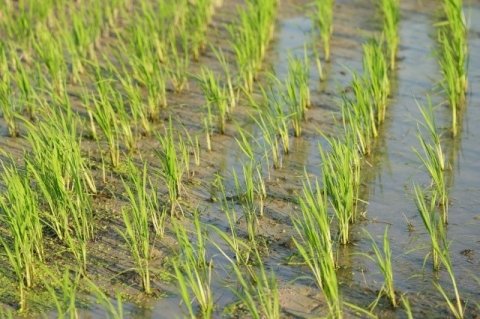 直播×移植で組む水稲営農設計 ──ハイブリッド型から直播栽培を始めよう