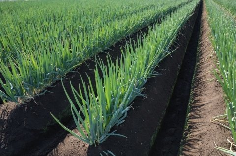 【令和8年最新版】 ネギ農業を取り巻く環境と現状──周年出荷から新品種まで、知っておきたい栽培と経営のこと