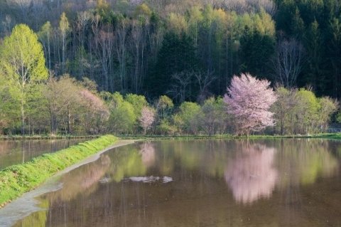 春先の水管理のポイントは「気温」「水温」「地温」の合わせ技 ──現場で迷わないための判断軸の持ち方