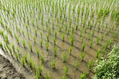 移植初期の異変を見逃さないための視点 ──「根」と「水」で見極める活着のサイン